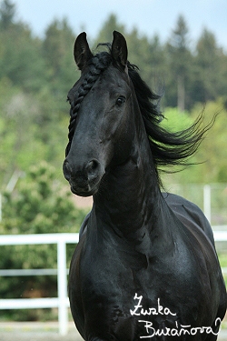frísky kôň.jpg